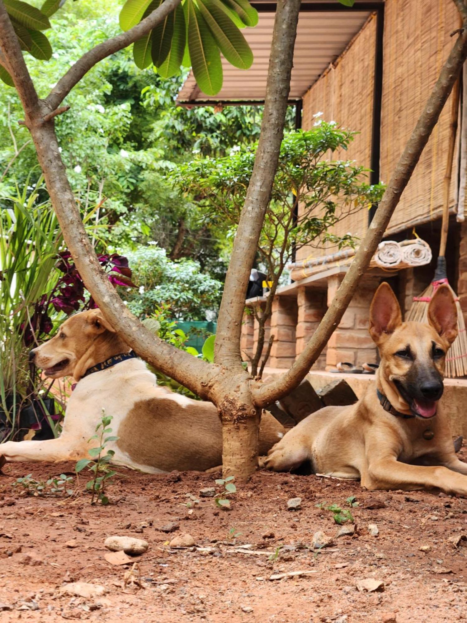 Nebula Nest Cafe & Hostel Auroville Exterior photo